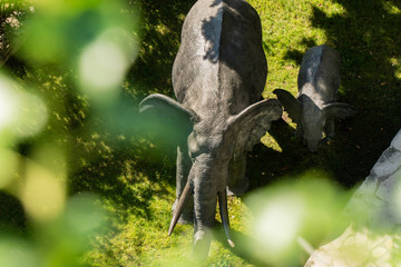 Elephant and her calf walking through forest
