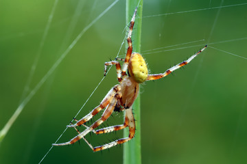 Spider moves on its light transparent web, waiting for prey in his web or engaged in repair.