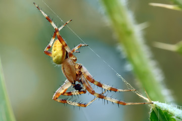 Spider moves on its light transparent web, waiting for prey in his web or engaged in repair.