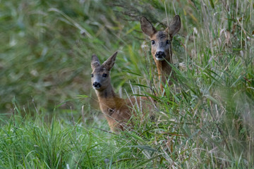 Two deer peeking