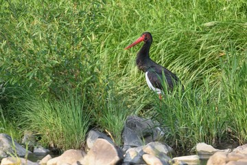 Black stork