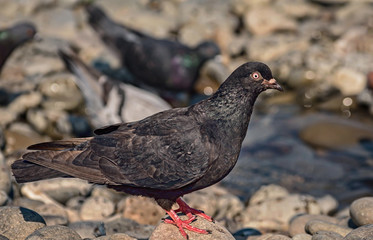 Beautiful pigeon on the stone sea shore.