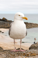 Silbermöwe (Larus argentatus) am Strand Herring Gull