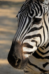 Naklejka premium Portrait head details of African striped coat zebra