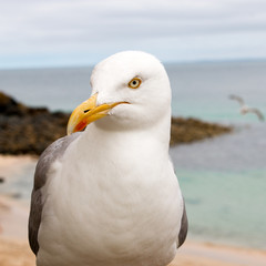Silbermöwe (Larus argentatus) am Strand Herring Gull