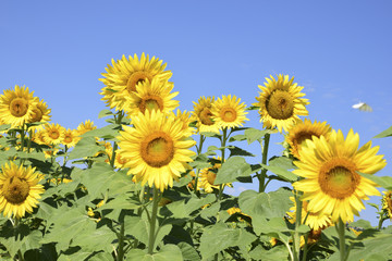 field of sunflowers on a sunny day with blue sky