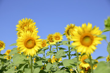 field of sunflowers on a sunny day with blue sky