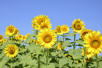 field of sunflowers on a sunny day with blue sky