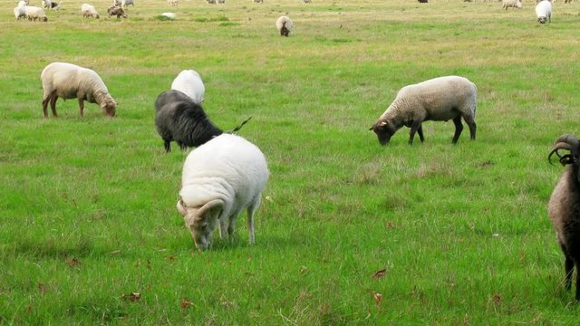 Well-fed sheep and goats on the lush meadows of the Baltic sea. Flocks of starlings accompany cattle. Sheep farming in the North, lamb production
