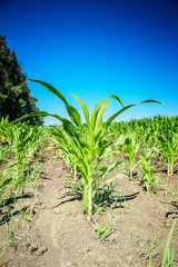 Field of young green corn sprouts, close up