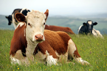 Hereford cow sitting with other Friesian cattle on a hilltop pasture field with misty background