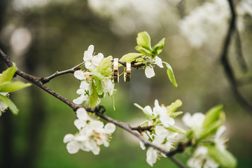Beautiful wedding rings hang on a branch of a flowering tree, spring wedding concept