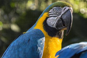 Fototapeta premium Colorful blue macaw
