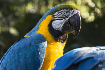 Colorful blue macaw