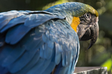 Colorful blue macaw