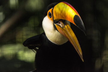 black tucan bird