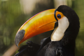 black tucan bird