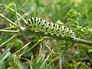 Close up of a caterpillar of the Swallowtail Butterfly (Papilio machaon) feeding on a wild parsnip plant
