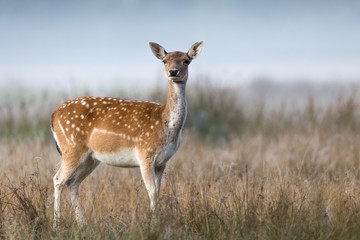 Reh auf einer Lichtung