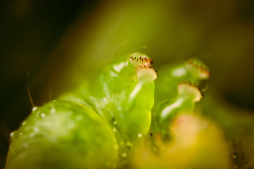 in the fairy-tale macro world, the caterpillar lies overhead with paws and is heated in the sun