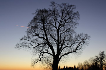 Fototapeta na wymiar Baum im Sonnenuntergang