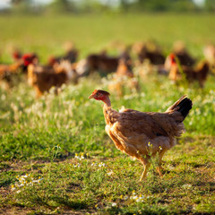 Poulets d'élevage en plein air, volaille en campagne