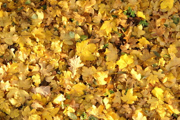Autumn background - natural orange and yellow leaves