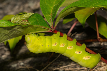 Pandora Sphinx Moth Caterpillar (Eumorpha pandorus)