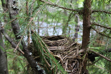 Obraz premium Nest made by a bird in the forest from branches.