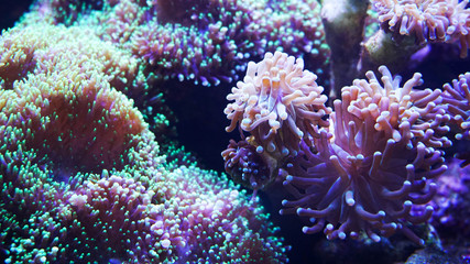 Fototapeta na wymiar Underwater world of Sea, seaweed and corals - marine