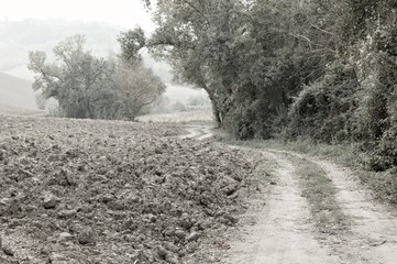 Isolated path in the Italian Countryside (Pesaro, Italy, Europe)