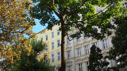 Grünes Berlin: Altbaufassaden in Mitte, Straßenbäume