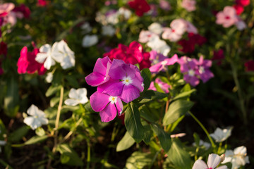 Fototapeta premium colorful flowers