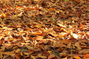 Autumn background - natural orange and yellow leaves - obrazy, fototapety, plakaty