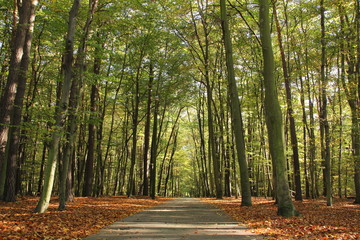 Autumn - path in the green forrest with orange leaves