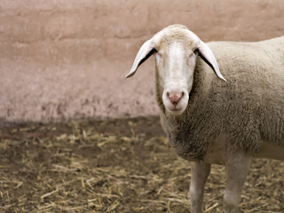 A sheep on a farm 