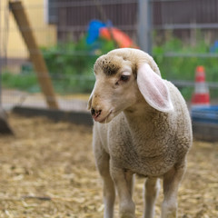 Fototapeta premium A sheep on a farm 