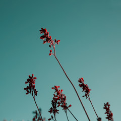 Garden flowers over blue sky. background. Backdrop with copy space