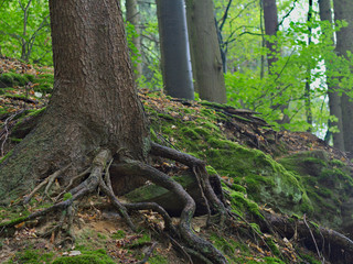 a forrest near Nuremberg