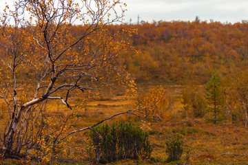 Birch and bush of a juniper in the autumn forest