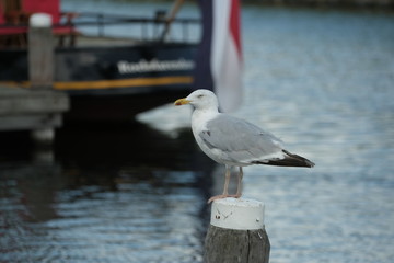 Sitzende Möve in einem holländischen HAfen
