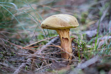 Beautiful forest mushrooms in the thickets. Hats of ripe fruiting bodies of the fungus in the deciduous forest.