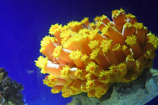 Yellow Zoanthis Underwater