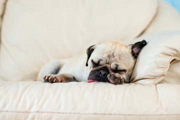 Fawn Pug Sleeps