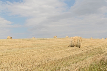 horizontal photo of round hay bales in a field