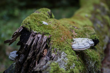 Old tree trunk in a deciduous forest. Mossy wooden logs lying in the thickets.