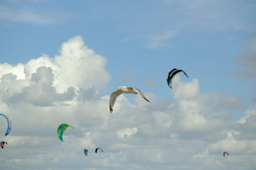 Kitesurfer am Strand von Holland / Zeeland