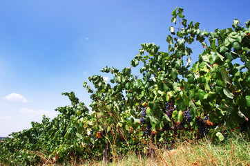 Fototapeta na wymiar Bunch of grapes in the rows of vineyard