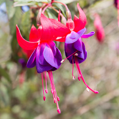 Fuchsien (Fuchsia) Fuchsie