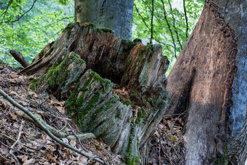 Old tree trunk in a deciduous forest. Mossy wooden logs lying in the thickets.